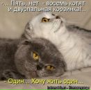 Фотография Комок Инны