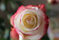 Фотография Ушко Юлии