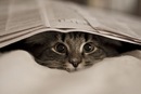 Софія Ковалишин фотография #7 (источник - https://vk.com/id109095842)