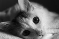 Фотография Монблан Любови