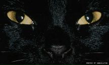 Искендер Алиев фотография #8 (источник - https://vk.com/id509386)