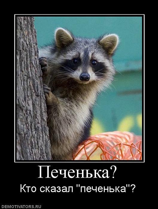 Печенька Печенька фотография #42