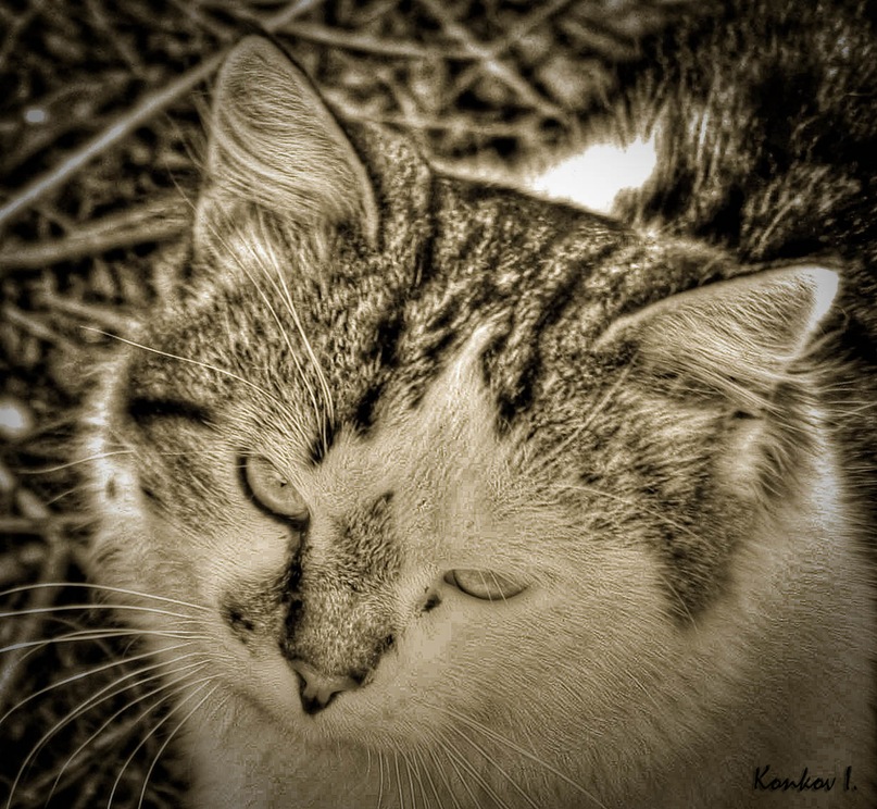 Иван Конков фотография #25