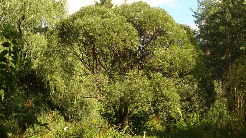 Светлана Самаркина фотография #33