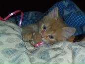 Фотография Беловой Анастасии