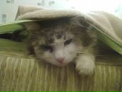 Фотография Вселенной Великий