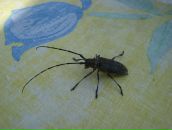 Фотография Семёнова Валентина