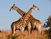 Віталій Канівець фотография #3 (источник - https://vk.com/id57177487)