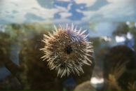 Фотография Кузьмин Марис