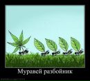 Валєра Пшеничний фотография #45 (источник - https://vk.com/id59249239)