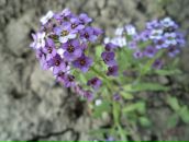 Юліана Никуляк фотография #50 (источник - https://vk.com/id38355161)