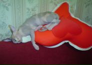 Фотография Добруновой Ирины