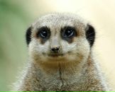 Фотография Манулова Александра