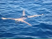 Фотография Ульянца Михаила