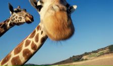 Игорь Роенко фотография #2 (источник - https://vk.com/id64164)