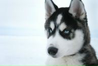 Фотография Канаша Антона