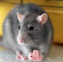 Mafa_ Гризишвили фотография #25 (источник - https://vk.com/id73281119)