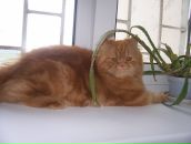 Елена Огун фотография #36 (источник - https://vk.com/id149126)