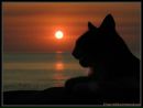 Фотография Константи Снежаны