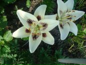 Фотография Теммонен Геннадий