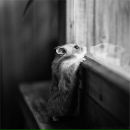 Фотография Одинокой Мыши