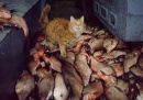 Фотография Ныча Кости