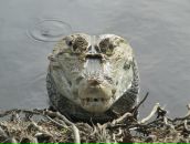 Александр Игнатенко фотография #21 (источник - https://vk.com/id24388063)