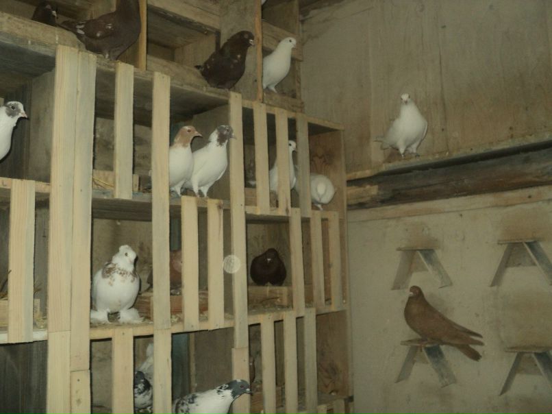 Динар Галиуллин фотография #31