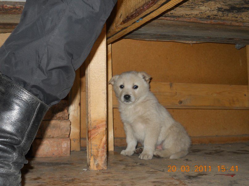 Чингиз Бодоган фотография #23