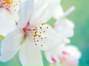 Anna Ya фотография #26 (источник - https://vk.com/id123487983)