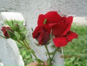 Юлія Василенко фотография #21 (источник - https://vk.com/id78194802)