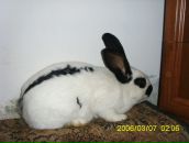 Оля Пиріг фотография #21 (источник - https://vk.com/id22714796)