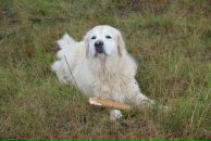 Иван Любченко фотография #47 (источник - https://vk.com/id682883)