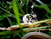 Фотография Sarkazi Natali