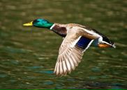 Фотография Гаврилова Алексея