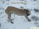 Kazakhy Tazy фотография #48 (источник - https://vk.com/id166144282)