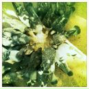 Анна Алтабаева фотография #10 (источник - https://vk.com/id3440357)