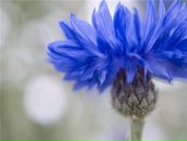 Лариса Леонова фотография #11 (источник - https://vk.com/id2170868)