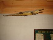 Віка Коленда фотография #35 (источник - https://vk.com/id123117014)