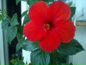 Фотография Сафроновой Ольги