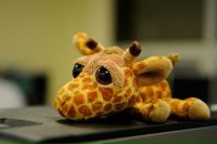 Фотография Пялиной Наталии