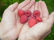 Фотография Анищенко Анастасии