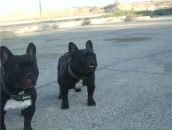 Фотография Aleksandrovich Artem