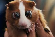 Фотография Яворского Ивана