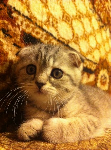 №18, Софья , 27.5 №18, Софья , 27.5