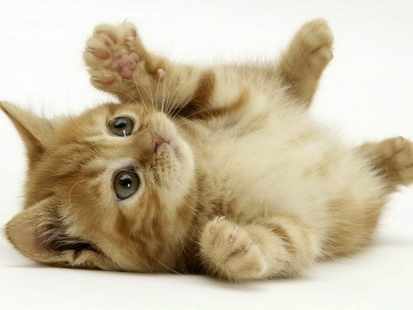 Катя Ноженко фото №5