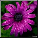 Діана Ніколаєва фотография #21 (источник - https://vk.com/id168966332)