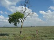 Фотография Емельянцевой Елены