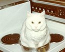 Леонід Хрісуліді фотография #48 (источник - https://vk.com/id165590334)