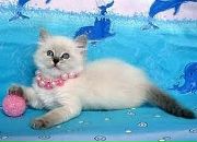 Лєра Баранешен фотография #7 (источник - https://vk.com/id94735568)